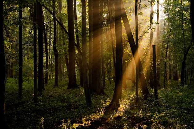 Mert a hova te mégy, oda megyek, és a hol te megszállsz, ott szállok meg; néped az én népem, és Istened az én Istenem.A hol te meghalsz, ott halok meg, ott temessenek el engem is. Úgy tegyen velem az Úr akármit, hogy csak a halál választ el engem tőled. (Ruth)